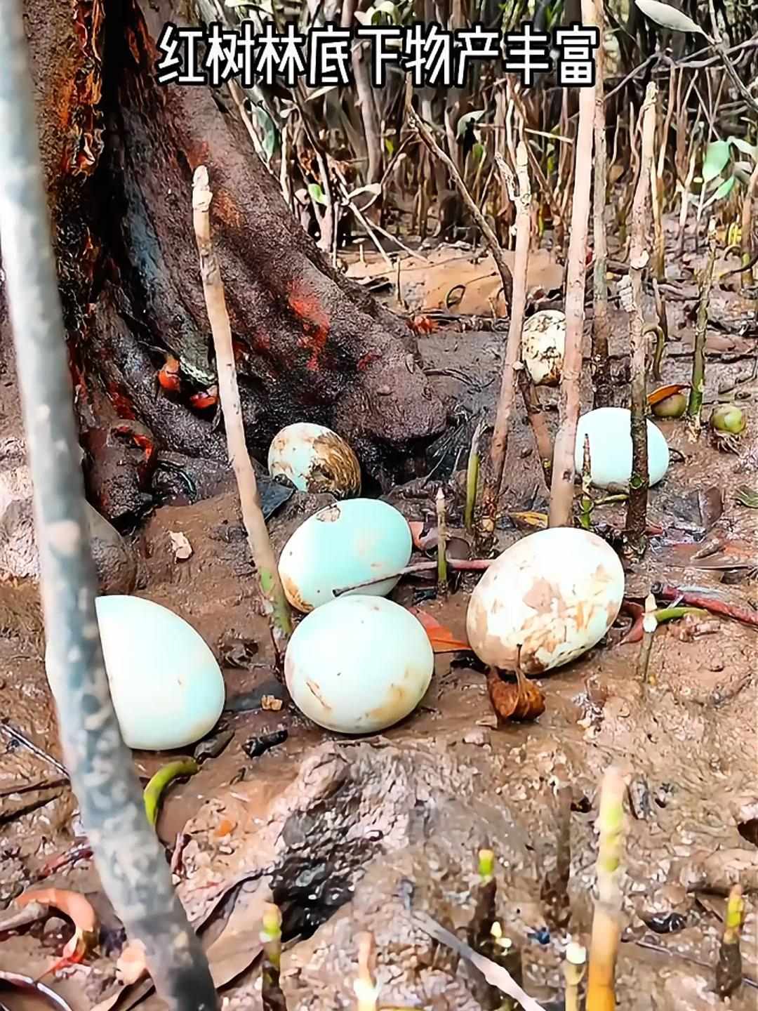 海鸭子飞走了?原来是去觅食了,我赶紧把它的鸭蛋捡走