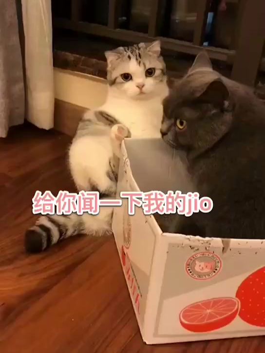 戏精的小泡芙