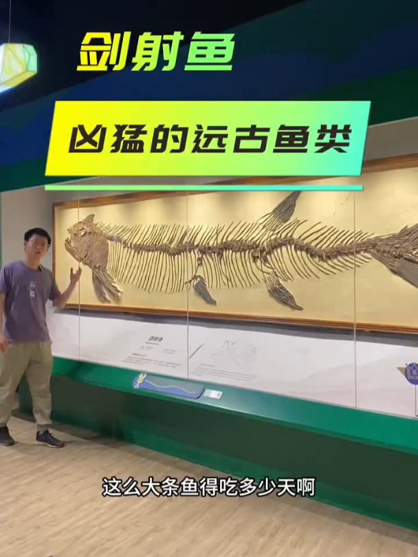 古生物化石:剑射鱼,凶猛的远古鱼类