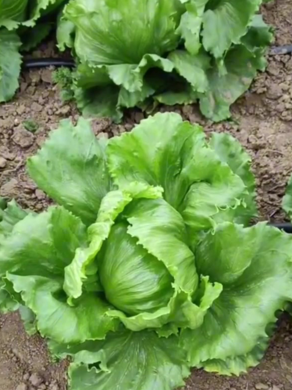 结球生菜口感清脆,适应性强,四季可种