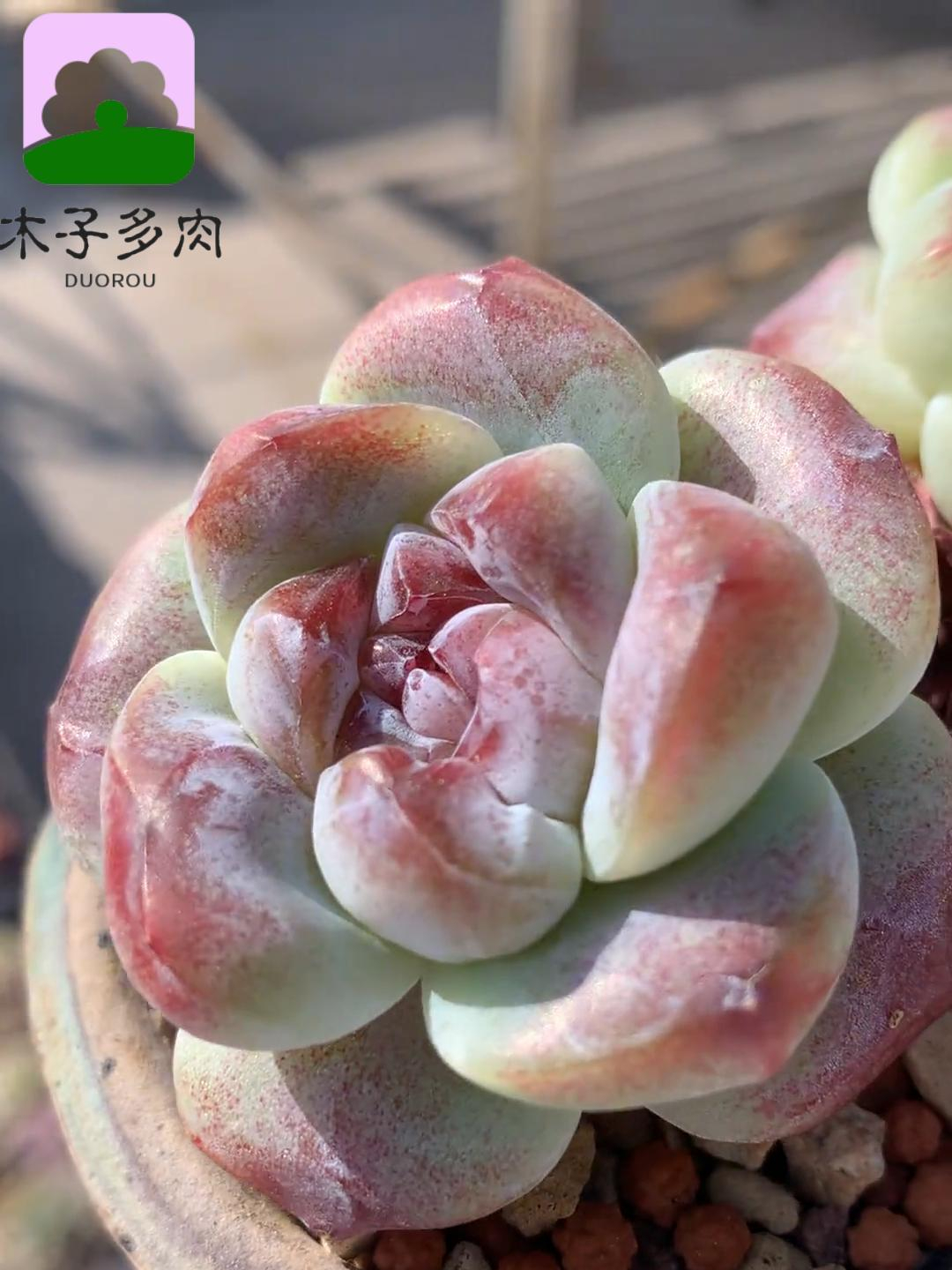 出状态了,真不容易