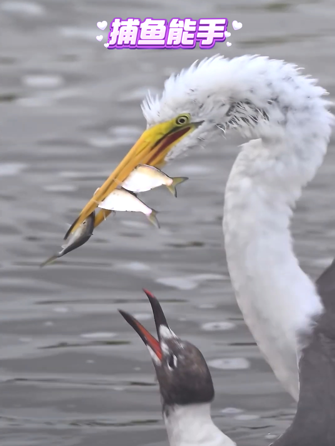 白鹭一次捕到三条鱼,最后却只吃到了一条
