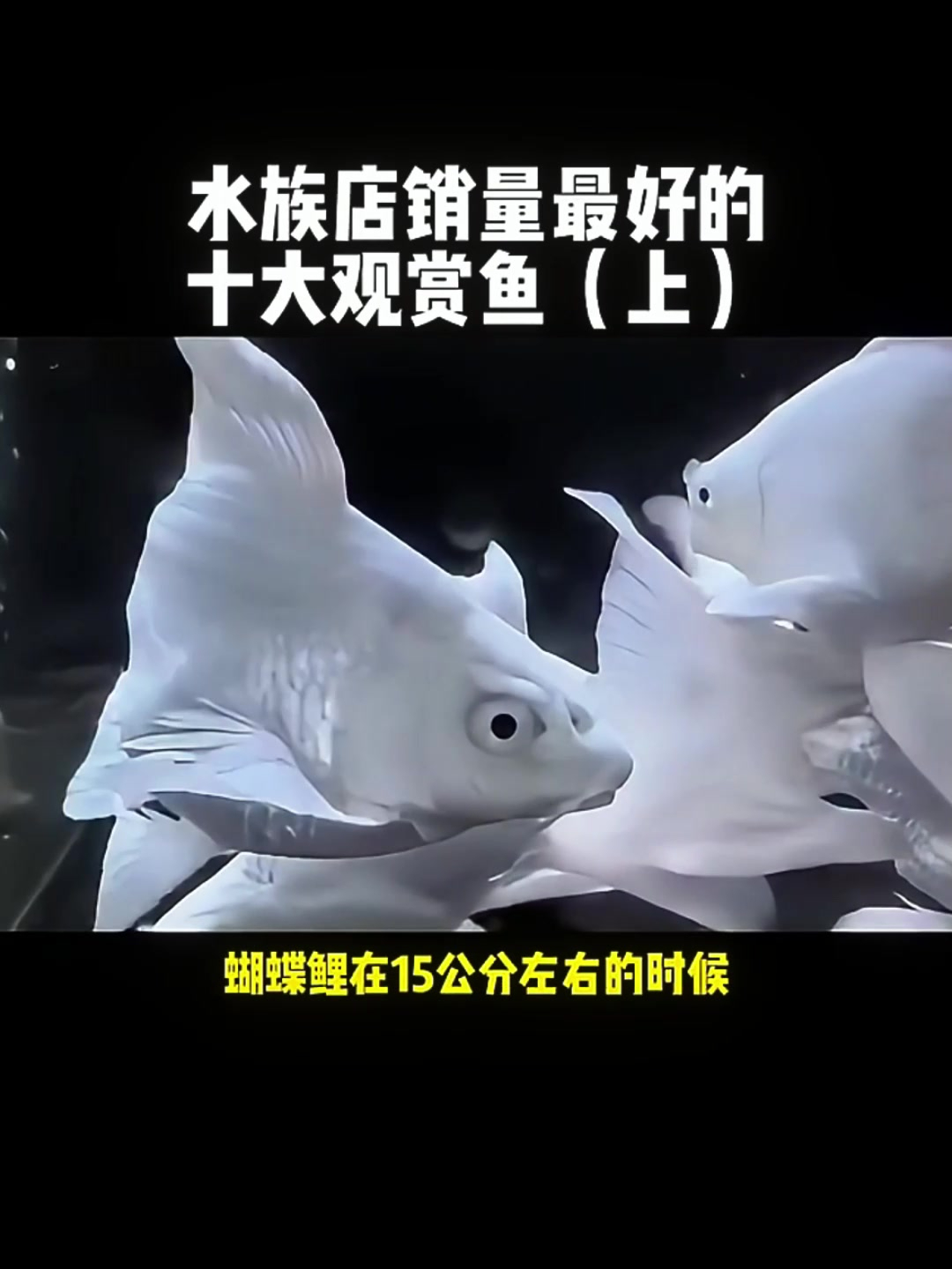 十大高销量观赏鱼,你养过的有哪些?快来分享经验!