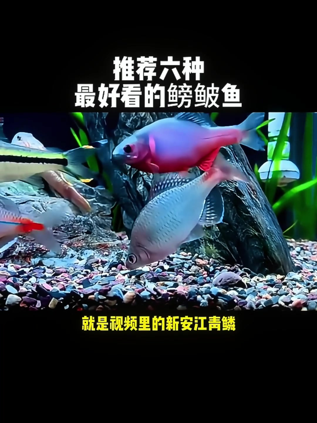 盘点最好看的六种鳑鲏鱼,你可曾见过?