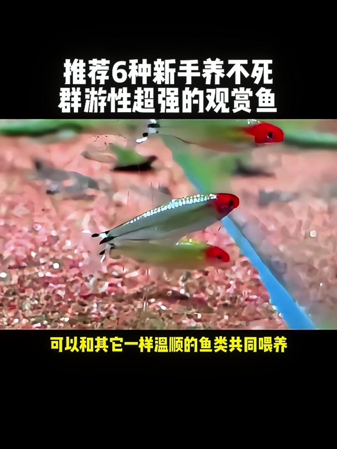 6种适合新手、群游超赞的热带观赏鱼,你喜欢哪个?
