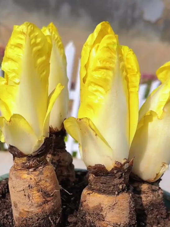 这个菜不需要阳光,在室内就可种植,好吃产量高