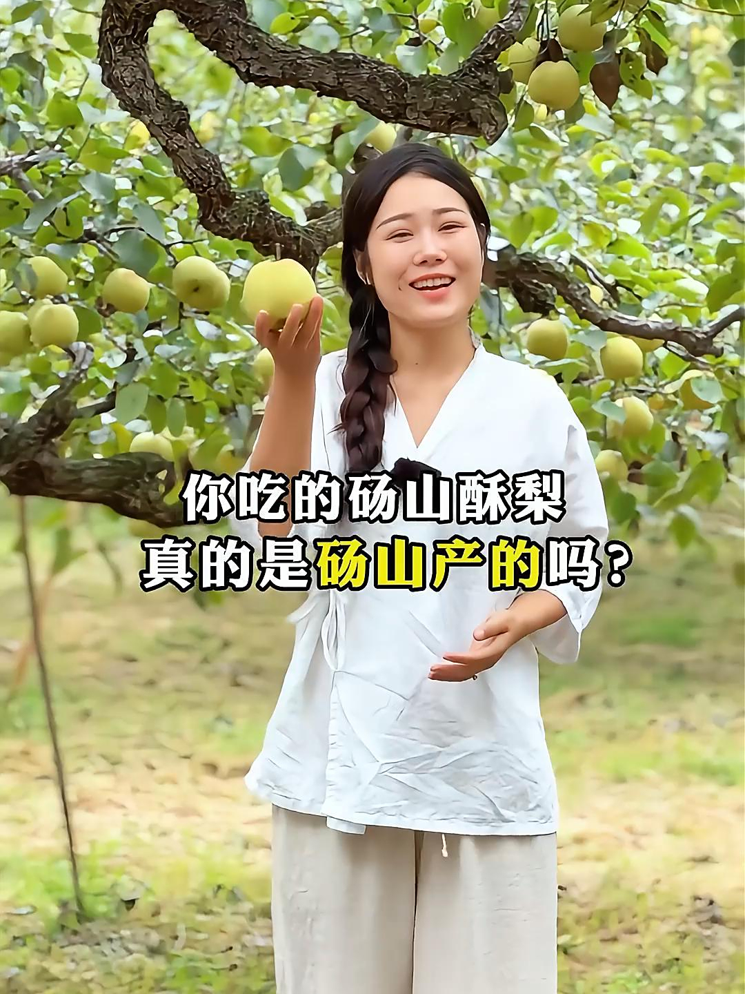 你吃的砀山酥梨?真的是砀山产的吗?正宗砀山酥梨成熟了