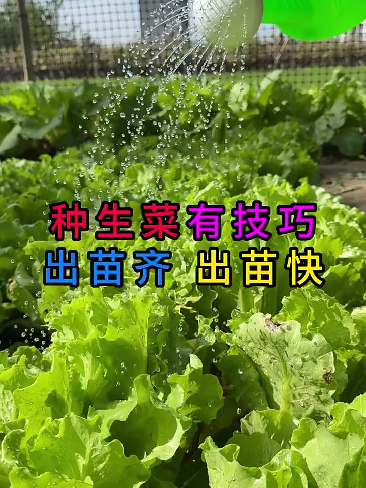这样种植的生菜,出苗又快又齐,你学会了吗?