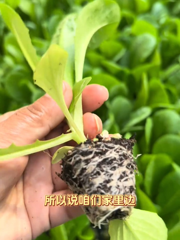 口感比普通生菜好,绿孔雀生菜耐寒,现在正是播种的时候!
