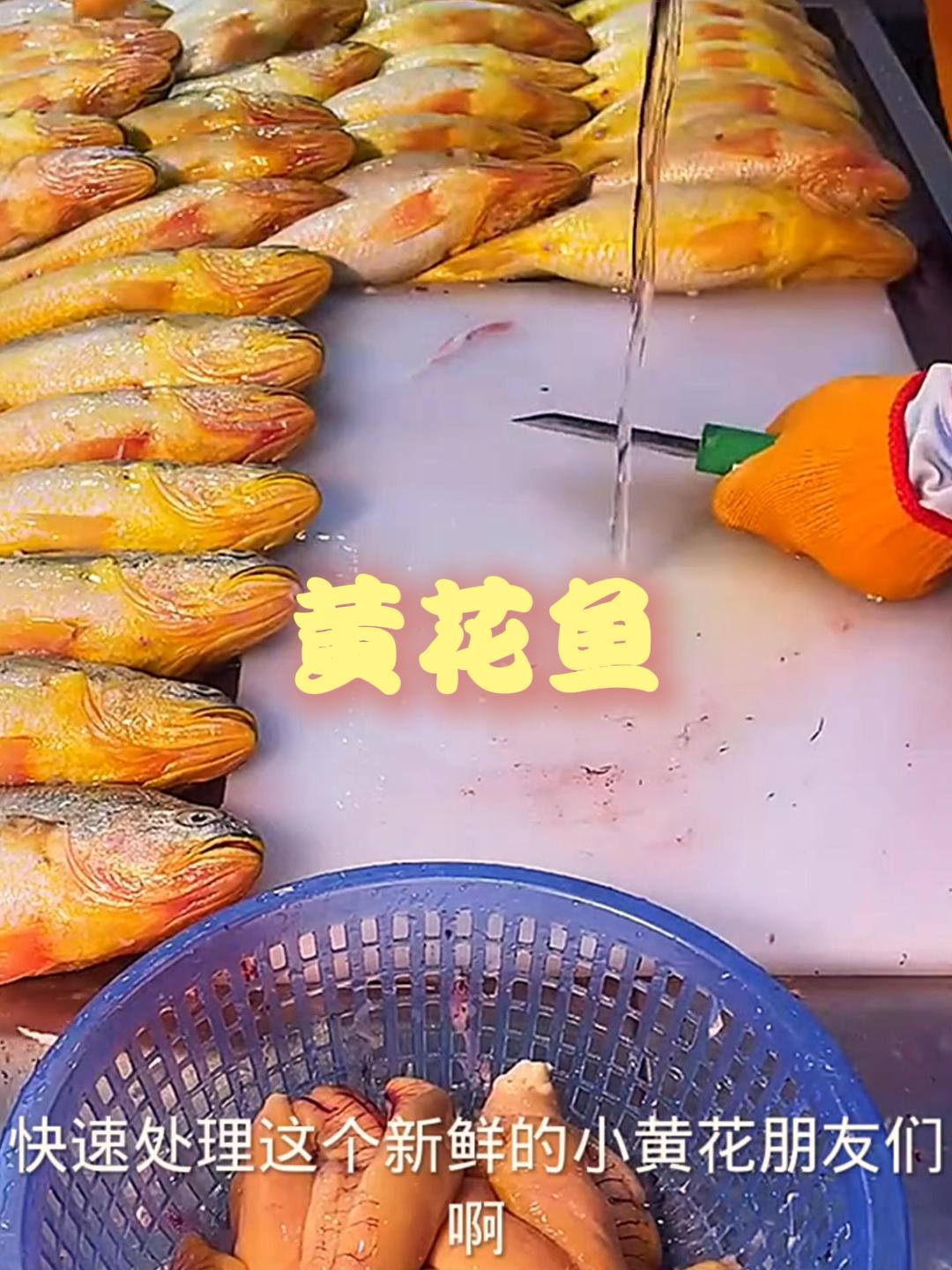 黄花鱼从背部开刀,这样才不会破坏鱼腹的鱼籽