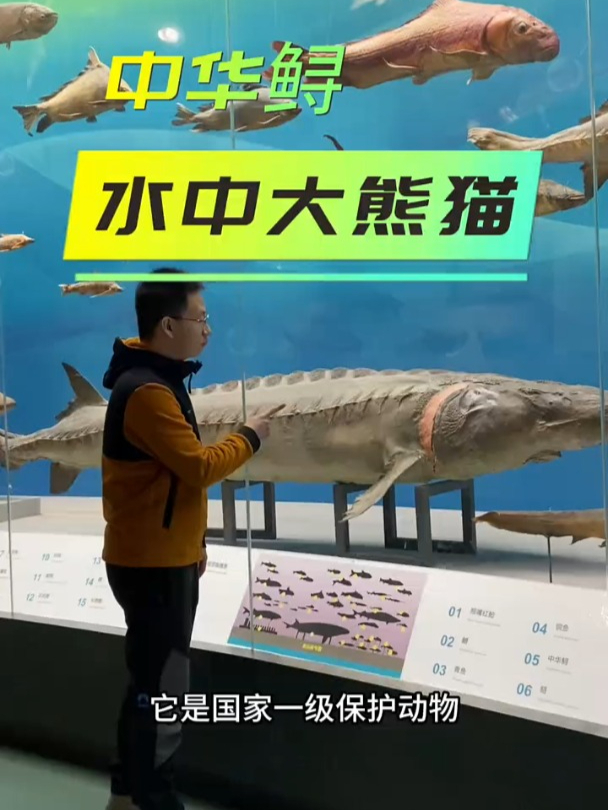 中华鲟,水中大熊猫