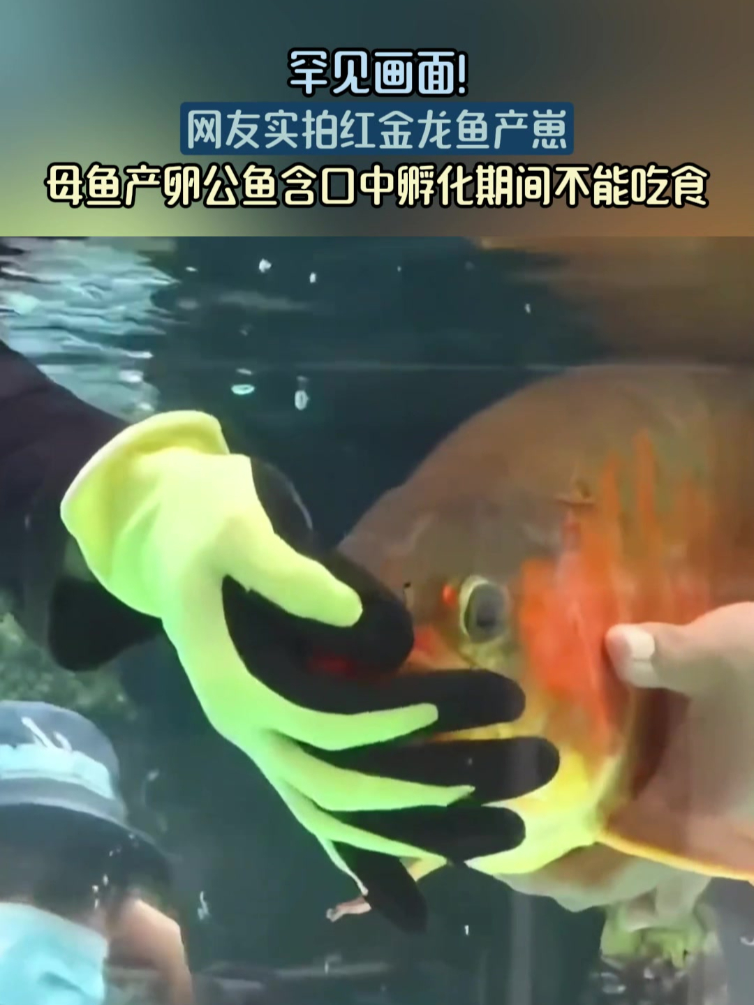 网友实拍红金龙鱼产崽,母鱼产卵公鱼含口中孵化期间不能吃食