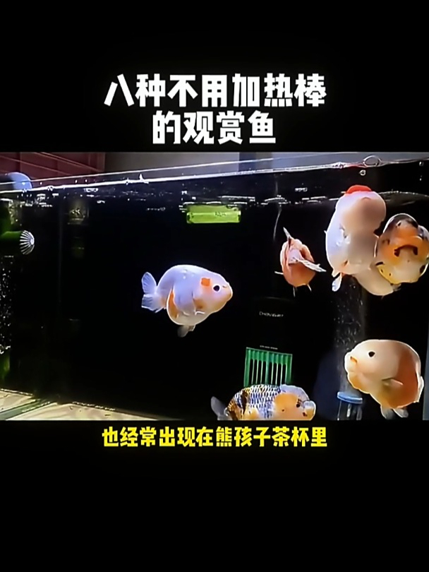 八种不用加热棒的观赏鱼,你知道几种?