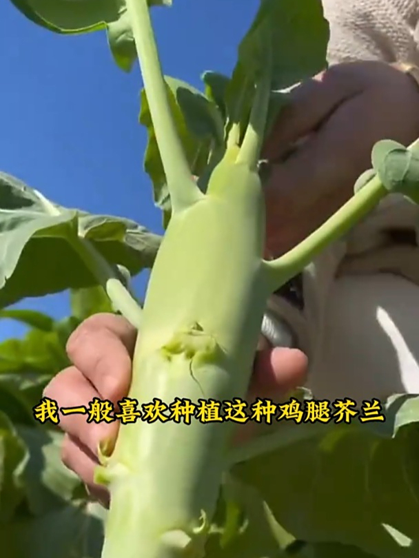鸡腿芥兰营养丰富,现在正是种植的季节,一季吃好几茬