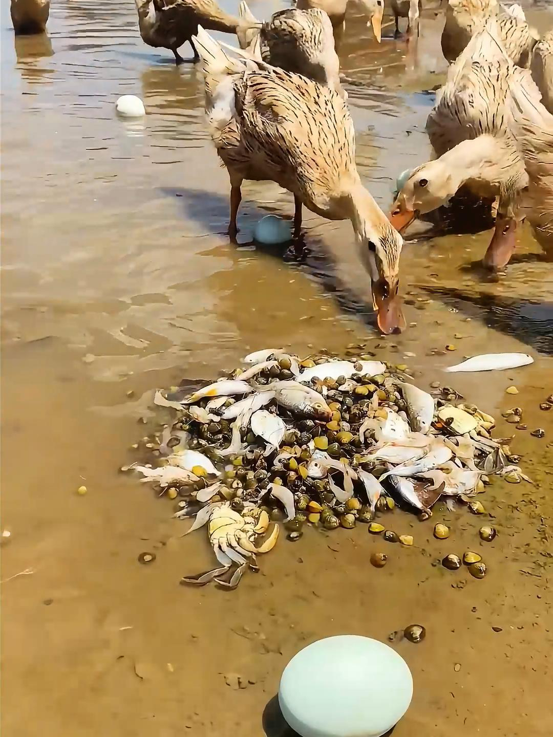 快要涨潮了,鸭子们都在抓紧吃着小鱼小虾,我也赶紧捡我的鸭蛋了