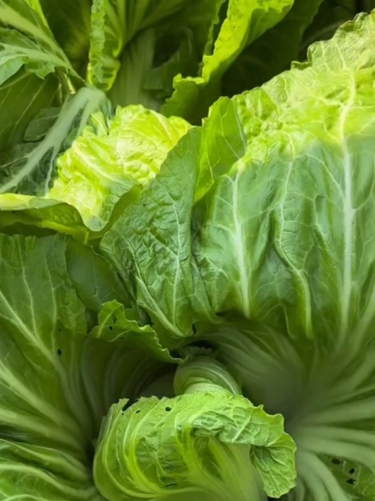 好吃又好种的芥菜种子,快速生长,可多次采收