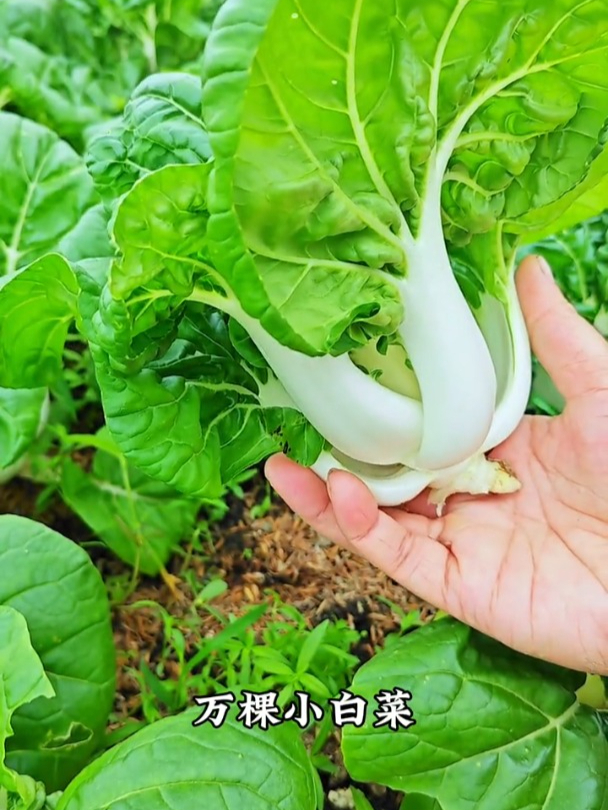 比大白菜嫩,比小白菜更鲜,奶白菜口感绝佳正当种植!
