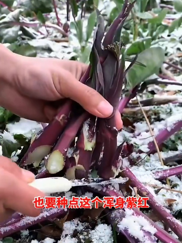 天寒地冻照样生长,红菜苔脆嫩好吃,紫色叶片富含花青素!