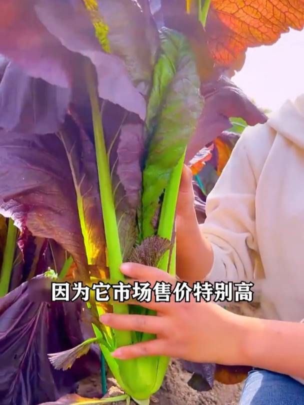包心紫芥菜叶片肥厚,寒冷地区也能生长,富含丰富的花青素