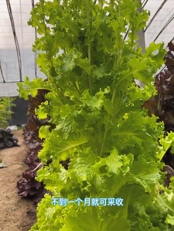 一种耐寒速生生菜,撒把种子就能活,冬天一茬一茬摘着吃