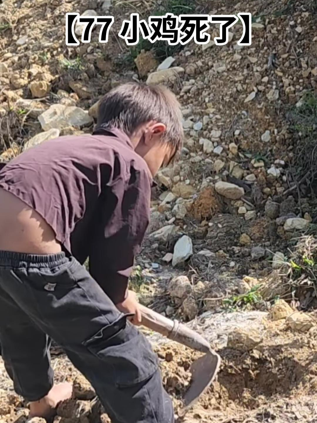 大宝养的小鸡竟意外死了一只