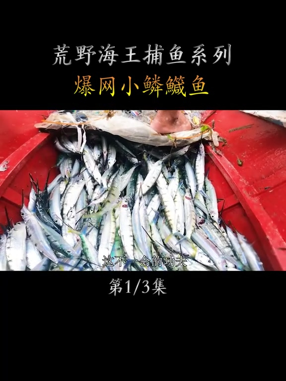 撒网捕鱼直接爆网,全是小鳞鱵鱼,这价值估计上万!