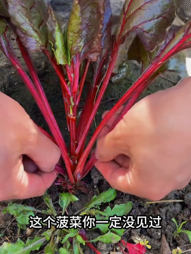 天寒地冻也能种,紫红菠菜抗病耐寒,比普通菠菜口感更好!