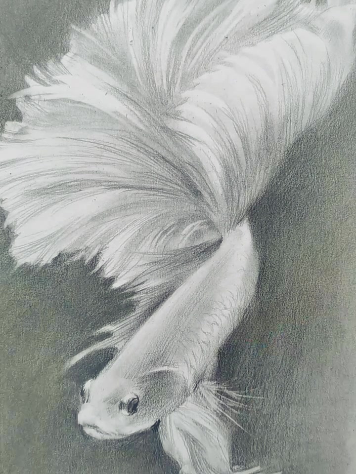 金鱼素描,素描动物,金鱼