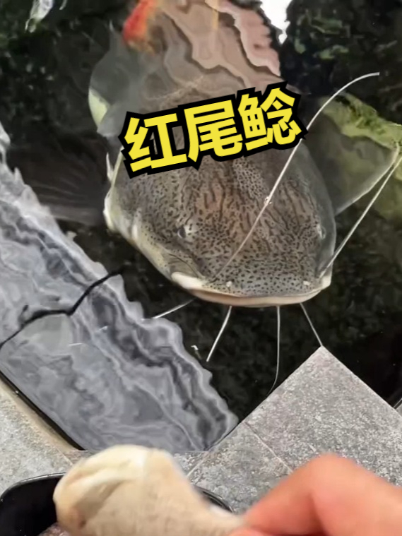 红尾鲶,一种尾巴是红色的观赏鱼!