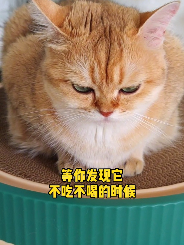 别以为猫呕吐没事!等到它不吃不喝状态不好的时候!就晚了!