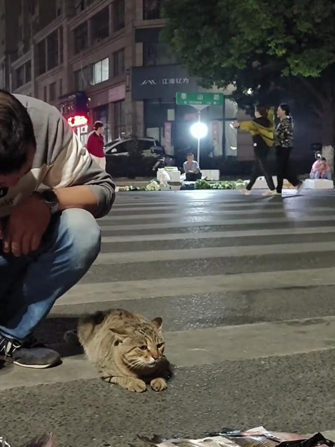 猫咪来到卖鱼摊子,想摸鱼假装舔爪子,老板识破假动作尴尬了