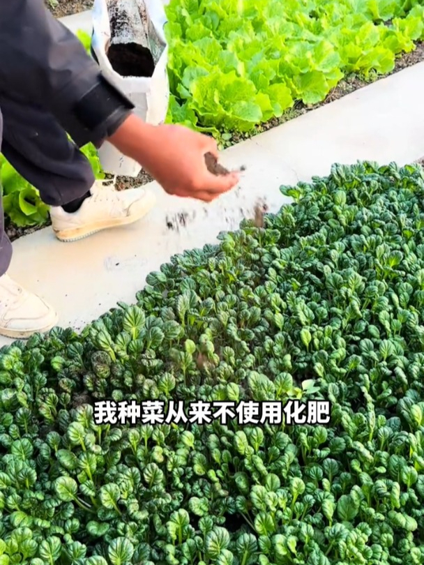 爷爷种菜从不施化肥,但长得就是这么的好,原来秘诀竟是它!