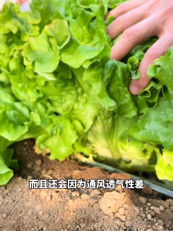 耐寒耐热的四季生菜,播种时应注意间距,否则影响生长!