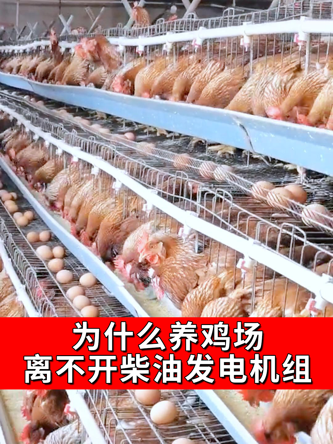 为什么养鸡场离不开柴油发电机组?养鸡场设备 养殖用发电机组