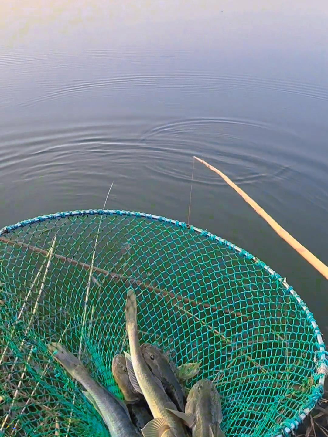 这大胖头鱼,过瘾!