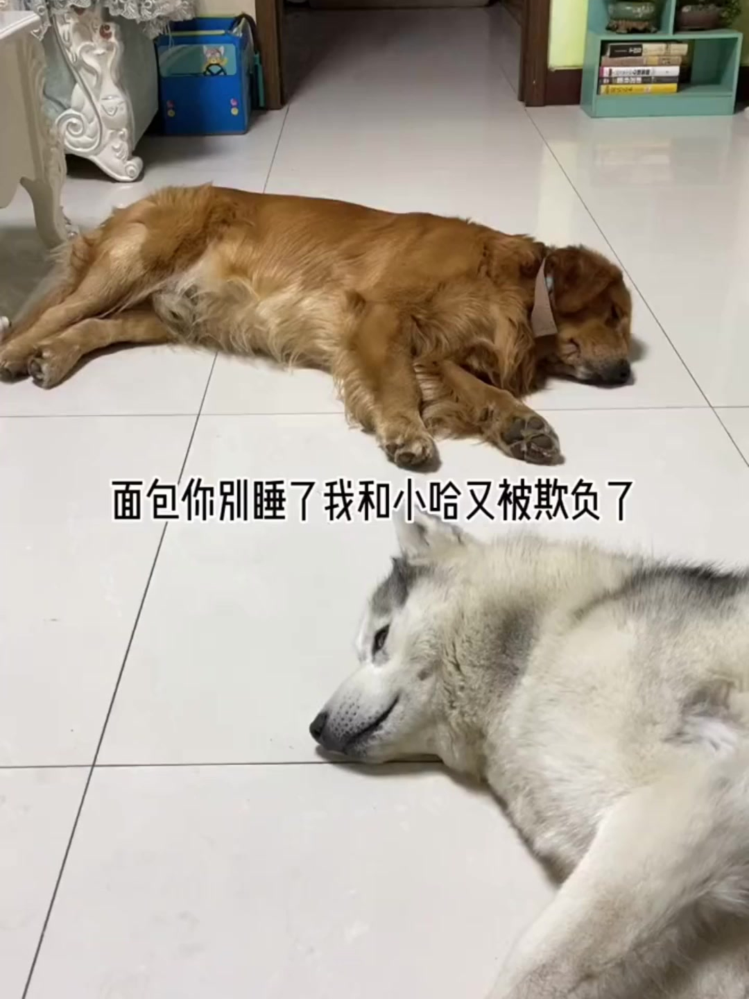 是不是不该起名字叫面包,怎么这么怂?