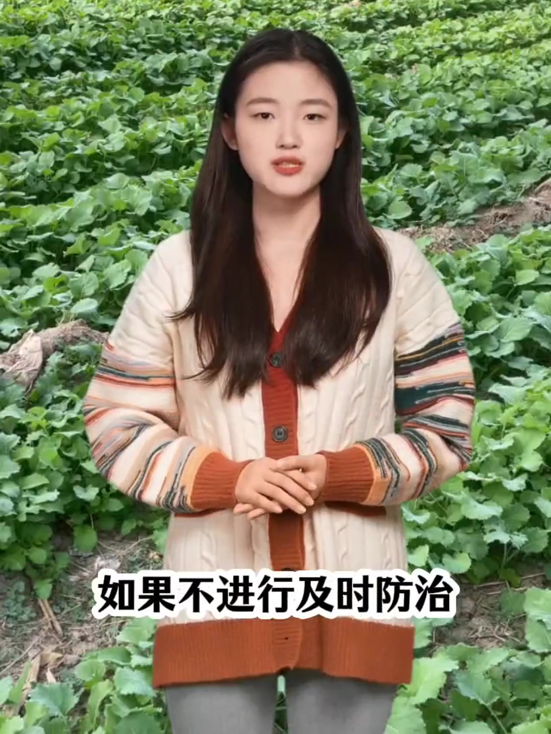 进入11月份,油菜的病害也到了高发期
