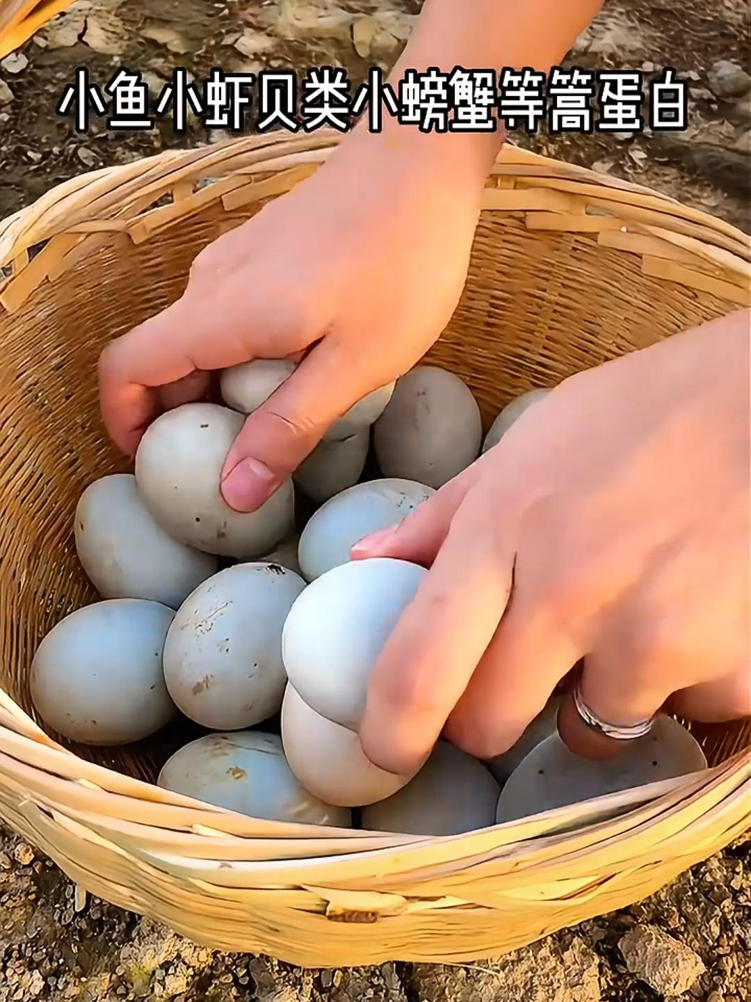 海鸭蛋与普通鸭蛋区别?究竟有什么不一样?吃着翻沙流油还不齁咸