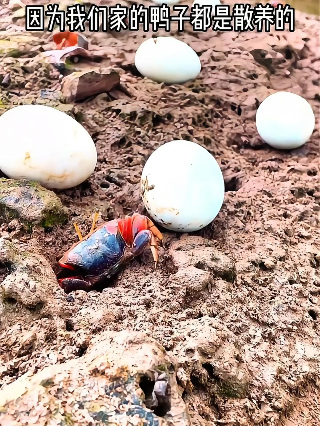 烤海鸭蛋真的好吃吗?吃小鱼小虾长大的海鸭?还是古法红泥腌制的