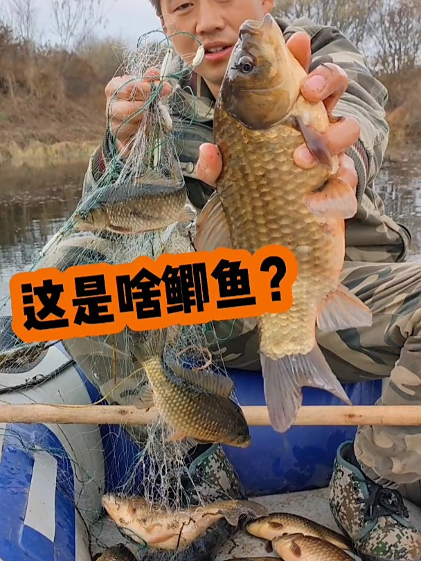 这大鲫鱼怎么样?