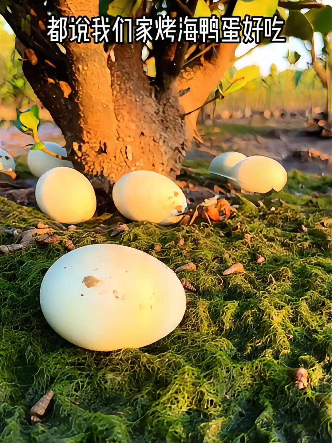 自然散养走地鸭?吃小鱼小虾长大?那我得多捡一些鸭蛋回去