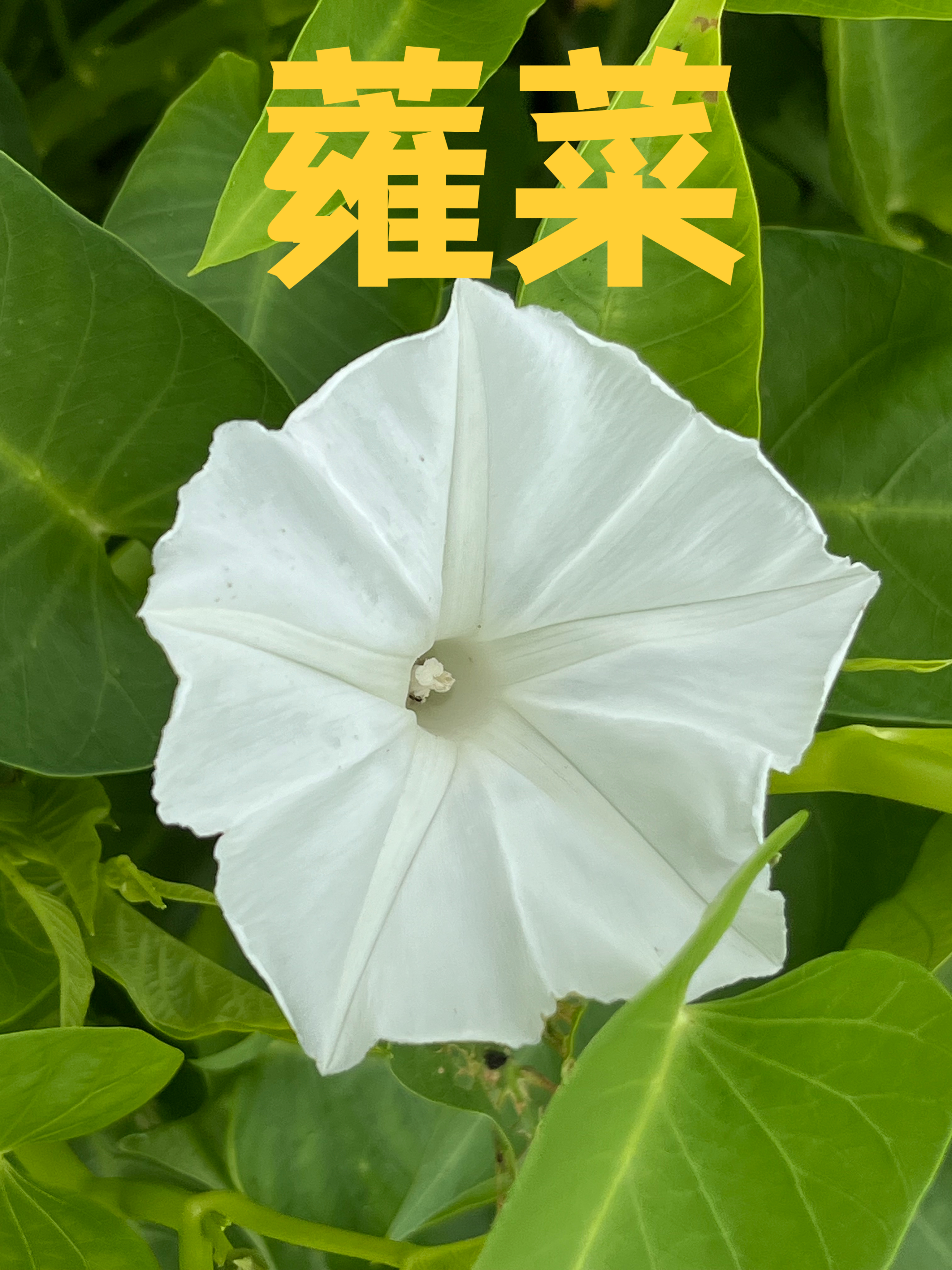 空心菜为什么叫蕹菜?