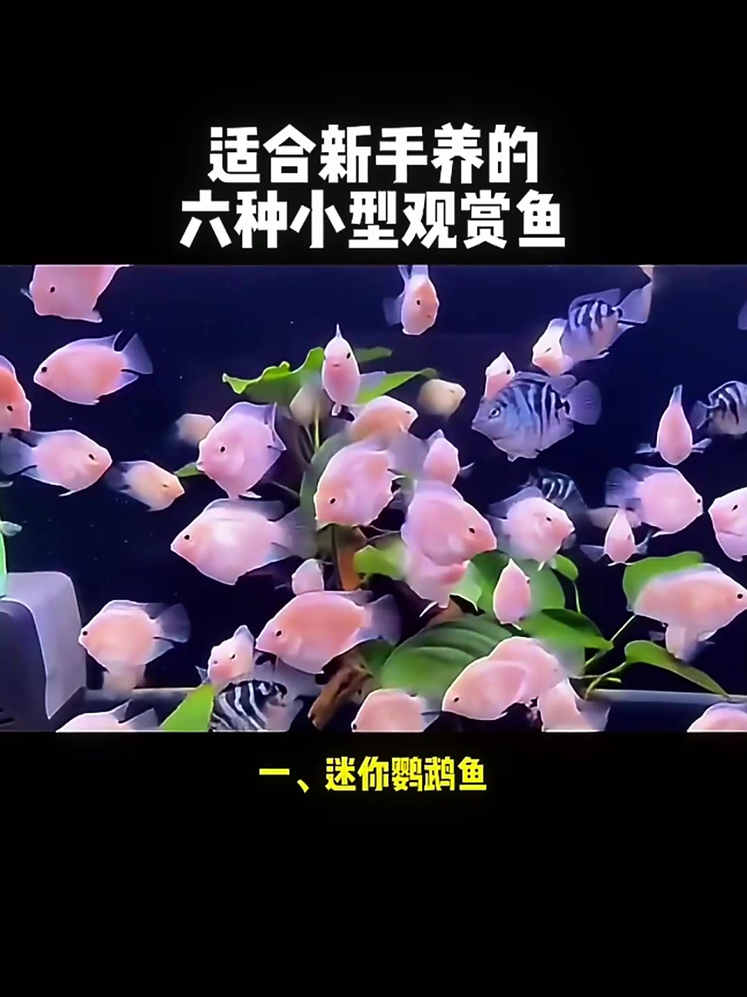 适合新手的六种漂亮小型观赏鱼!