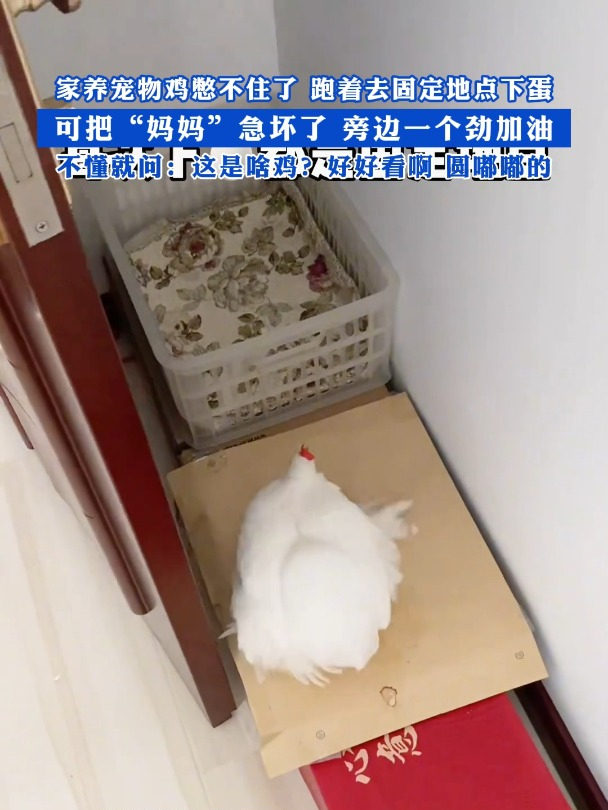 家养宠物鸡憋不住了 跑着去固定地点下蛋!