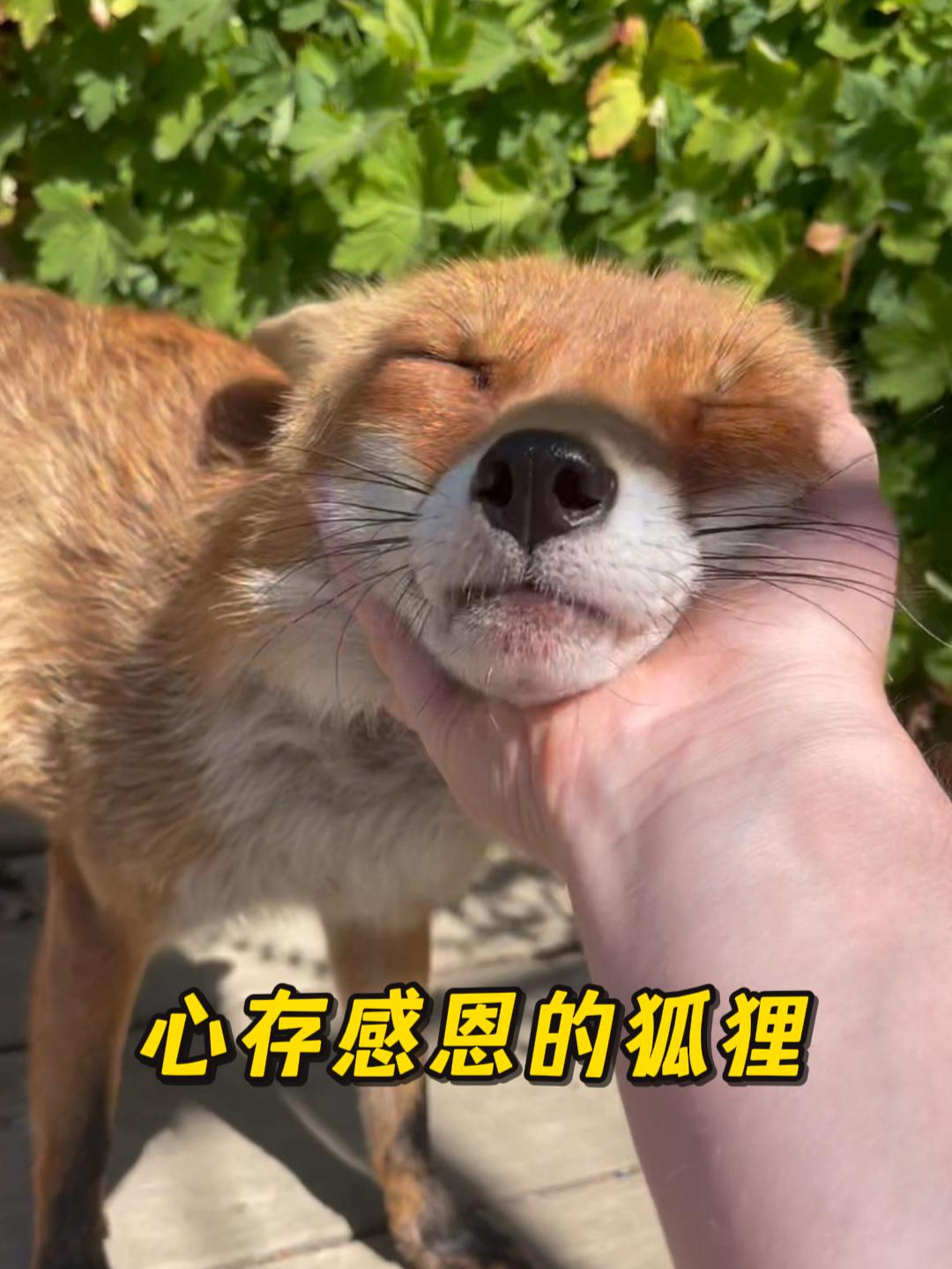 狐狸偷鸡被大叔撞见,逃跑时意外卡住了身体,救援后它竟懂得报答