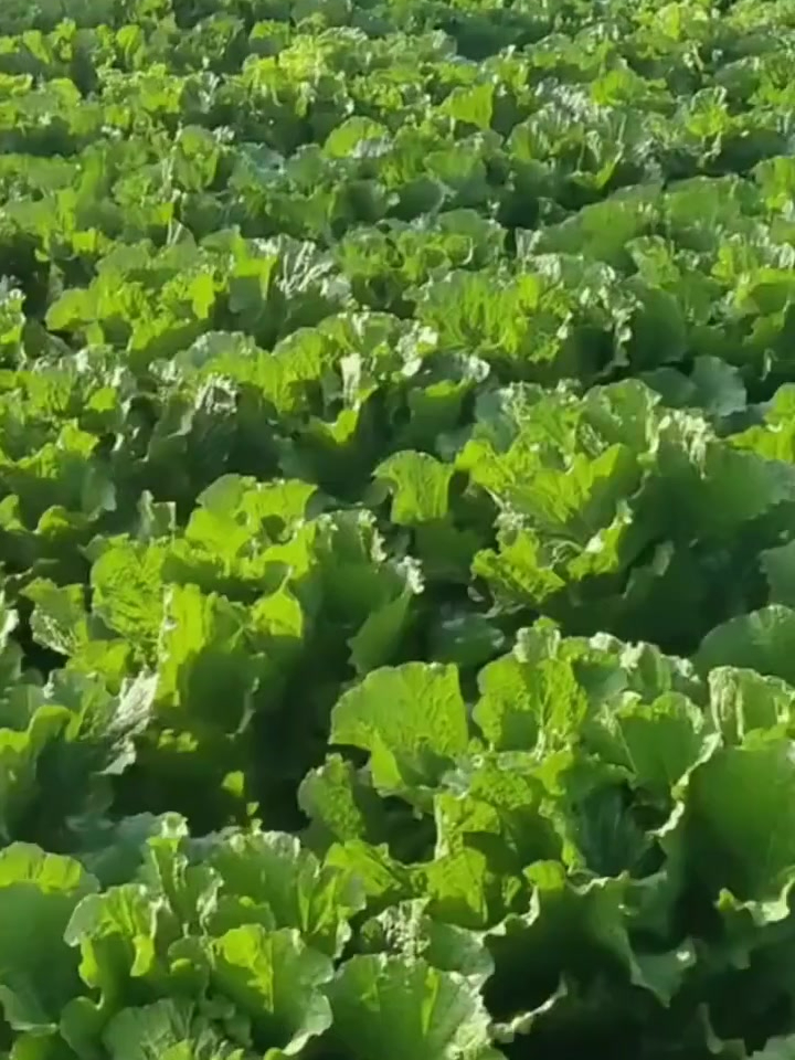 立冬前后,大白菜是否能浇水施肥