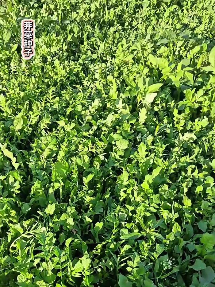 想吃荠菜自己在家就能种,撒把种子就长一片