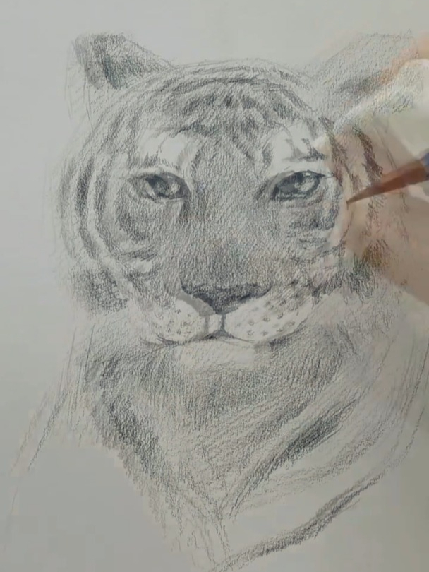 一起画一只威武霸气的大老虎!素描,素描动物,老虎