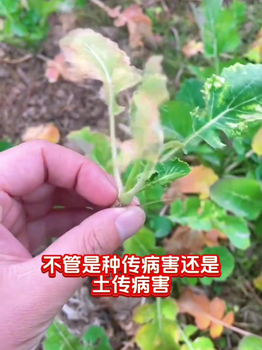 能防油菜160多种病害的杀菌剂,你知道是什么吗?