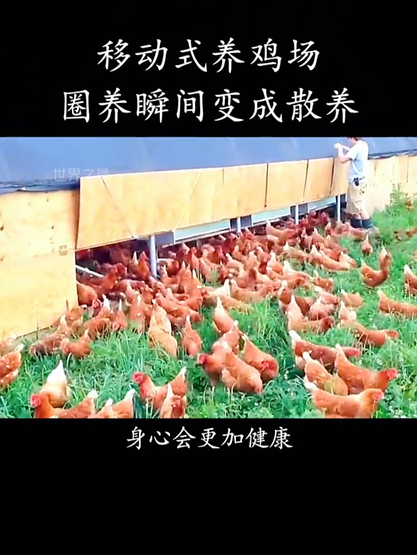 移动式养鸡场,圈养瞬间变成散养!